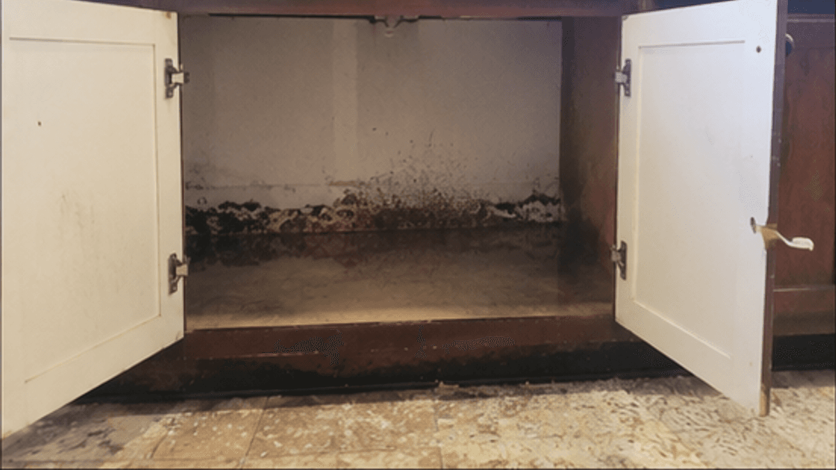 Mold and moisture damage inside a sink cabinet